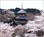 「吉野さくらWAON」寄付活用事例