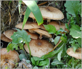 「吉野さくらWAON」寄付活用事例