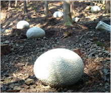 「大阪ミュージアムWAON」寄付活用事例