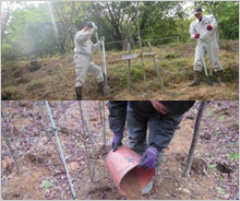 吉野山の桜保全育成活動を支援しました。