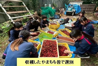 那珂川市:街のシンボル花木「やまもも」支援活動